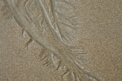 Kelp Sand Print
