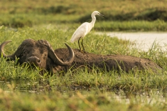 Water Buffalo and Little Egret