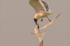 Laughing Gull and Common Tern