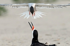 Common Tern and Black Skimmer