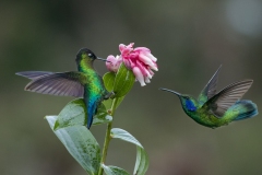 Fiery-throated Hummingbird and Lesser Violetear