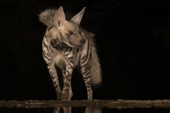 White-striped Hyena