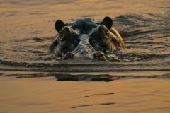 Common Hippopotamus