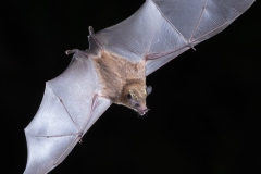 Orange Nectar Feeding Bat