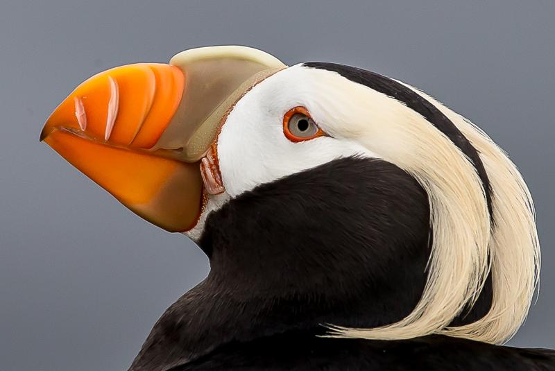 Tufted Puffin